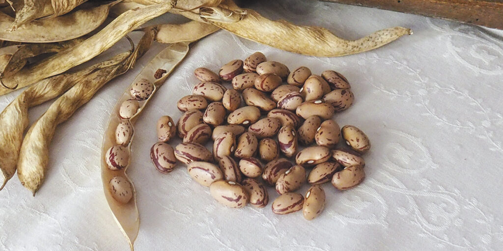 Viaggio nella materia prima (2): la grande famiglia dei borlotti