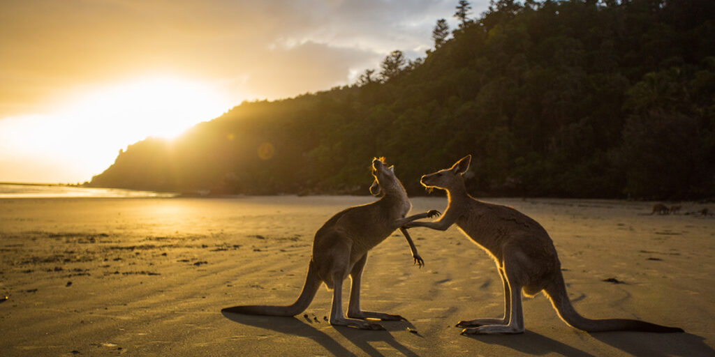 Cina vs Australia: novità in arrivo?