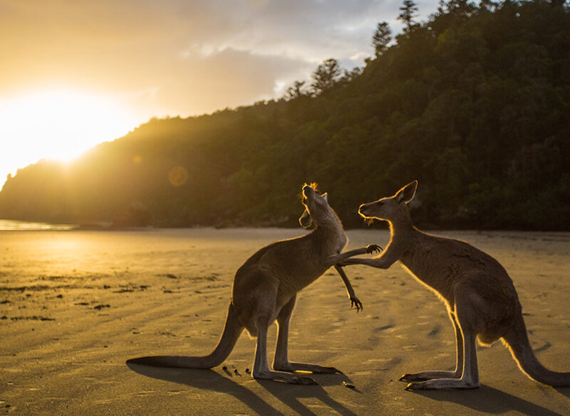Cina vs Australia: novità in arrivo?