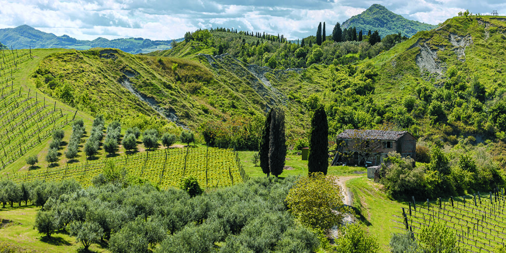 Sangiovese di Romagna, un mosaico di diversità