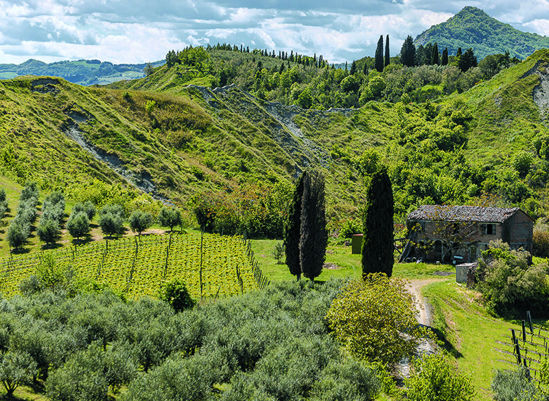 Sangiovese di Romagna, un mosaico di diversità