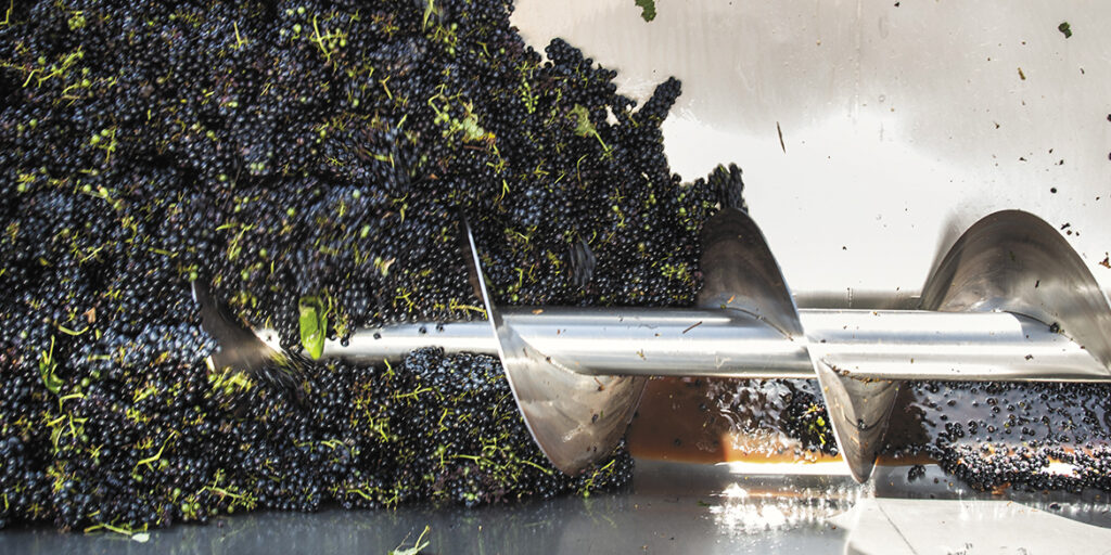 Sangiovese in cantina, quattro enologi raccontano la loro esperienza
