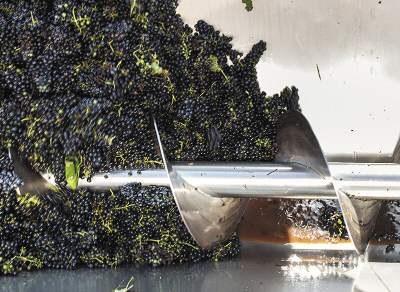 Sangiovese in cantina, quattro enologi raccontano la loro esperienza