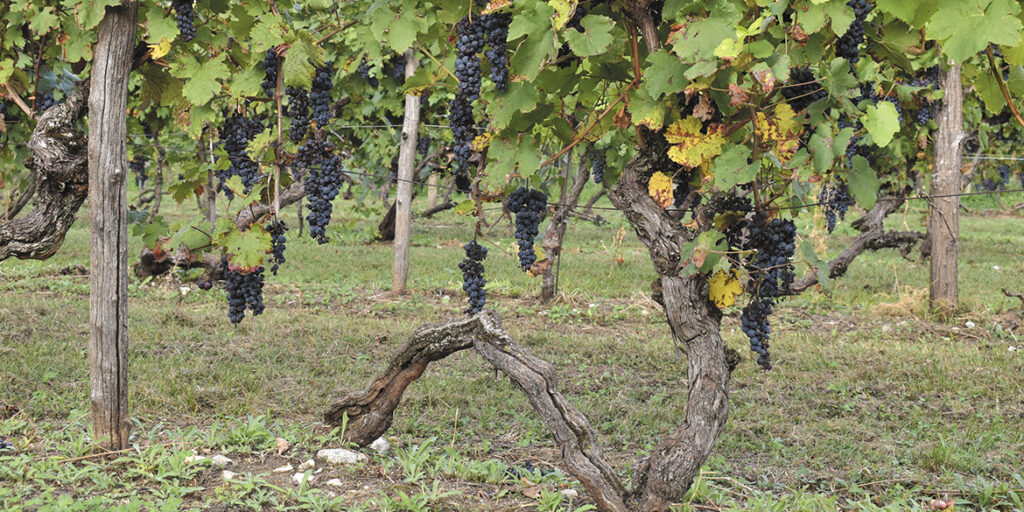 Alla scoperta della vigna centenaria di Faedis