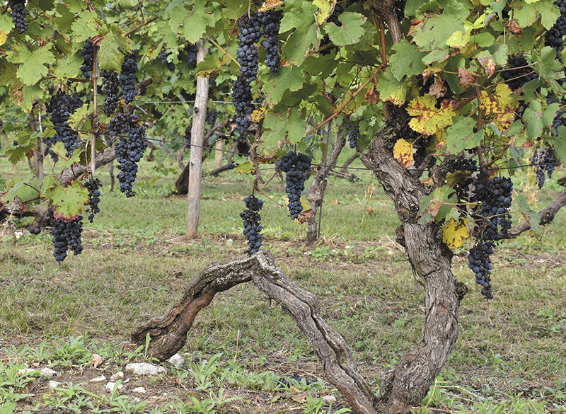 Alla scoperta della vigna centenaria di Faedis