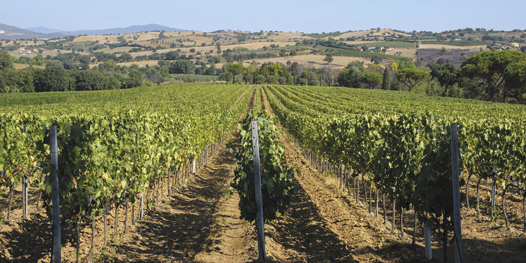 Sangiovese di Toscana, oltre Brunello, Nobile e Chianti Classico c’è di più