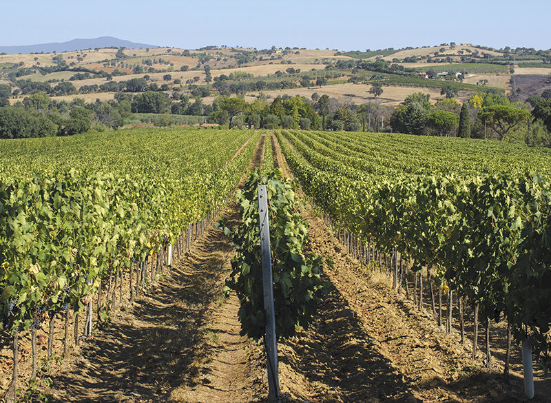 Sangiovese di Toscana, oltre Brunello, Nobile e Chianti Classico c’è di più