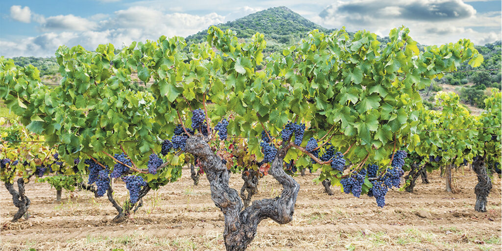 Il Cannonau di Jerzu è un mondo a colori