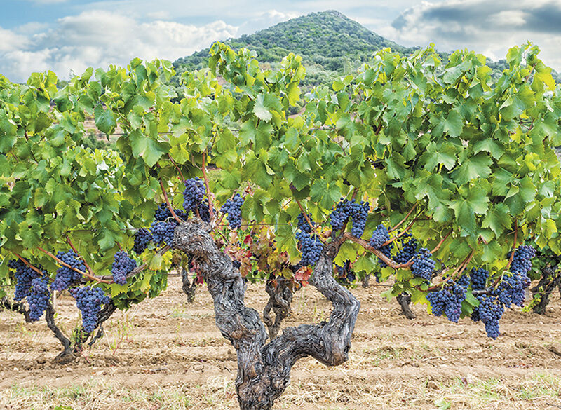 Il Cannonau di Jerzu è un mondo a colori