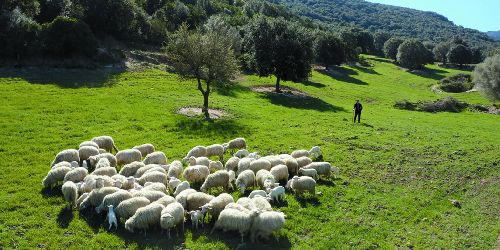 Viaggio nella materia prima (4): dove nasce il sapore inconfondible dell’agnello