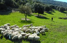 Viaggio nella materia prima (4): dove nasce il sapore inconfondible dell’agnello