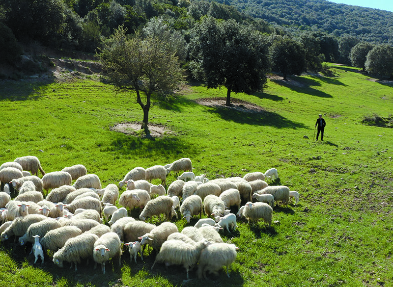 Viaggio nella materia prima (4): dove nasce il sapore inconfondible dell’agnello