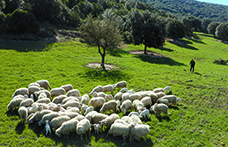 Viaggio nella materia prima (4): dove nasce il sapore inconfondible dell’agnello