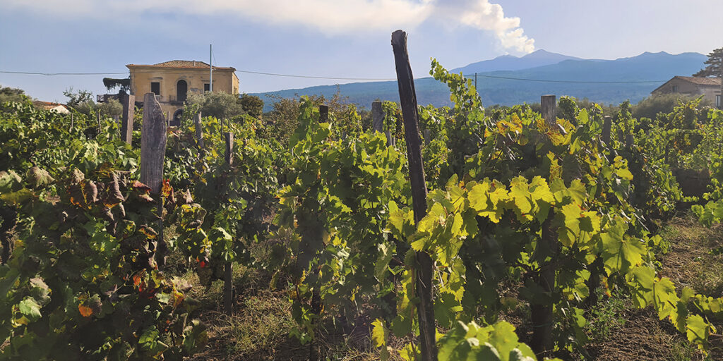 Il valore commerciale dei vini Etna Doc al centro di una nuova pubblicazione 