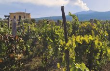 Il valore commerciale dei vini Etna Doc al centro di una nuova pubblicazione 