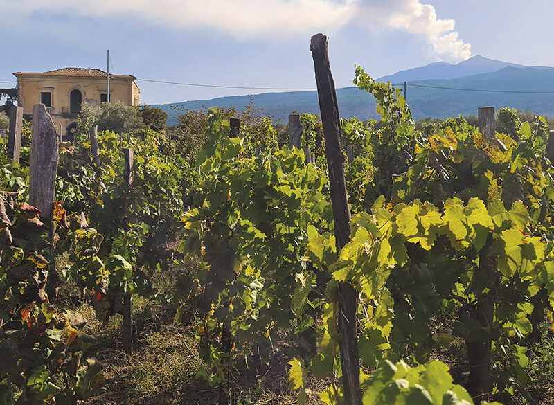 Il valore commerciale dei vini Etna Doc al centro di una nuova pubblicazione 