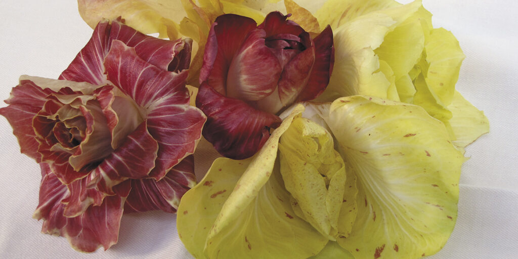 Viaggio nella materia prima (3): la “gentilezza” del radicchio rosa di Gorizia e dell’Isonzo
