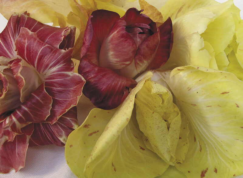 Viaggio nella materia prima (3): la “gentilezza” del radicchio rosa di Gorizia e dell’Isonzo