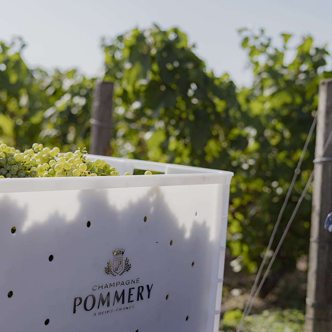 Cuvée 150 Pommery
