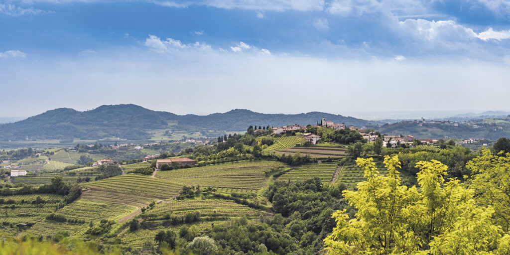 1964-2024: i 60 anni del Consorzio Collio