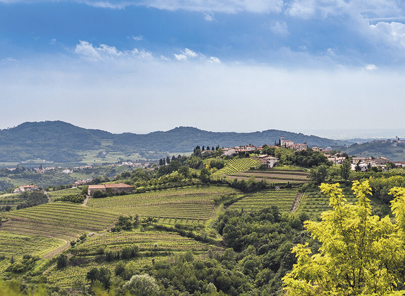 1964-2024: i 60 anni del Consorzio Collio