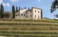 50 anni di storia del vino: Angelini Wines & Estates, fedeli interpreti dell’unicità del territorio