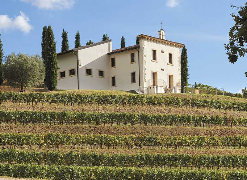 50 anni di storia del vino: Angelini Wines & Estates, fedeli interpreti dell’unicità del territorio