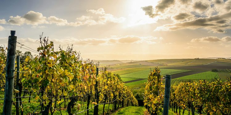 Come i cambiamenti climatici potrebbero ridisegnare la geografia del vino