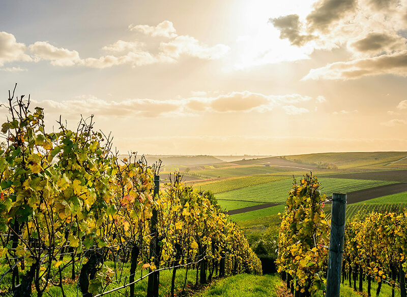 Come i cambiamenti climatici potrebbero ridisegnare la geografia del vino