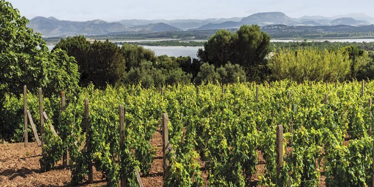 50 anni di storia del vino: Argiolas, l’arte di proteggere la propria ricchezza