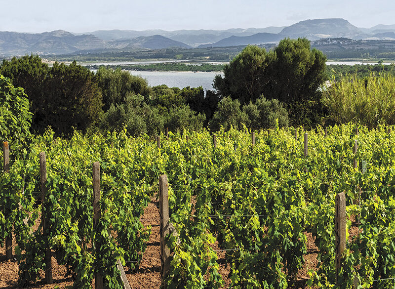 50 anni di storia del vino: Argiolas, l’arte di proteggere la propria ricchezza