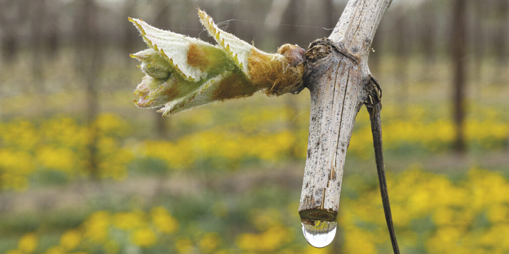 50 anni di storia del vino: come si è trasformata la viticoltura