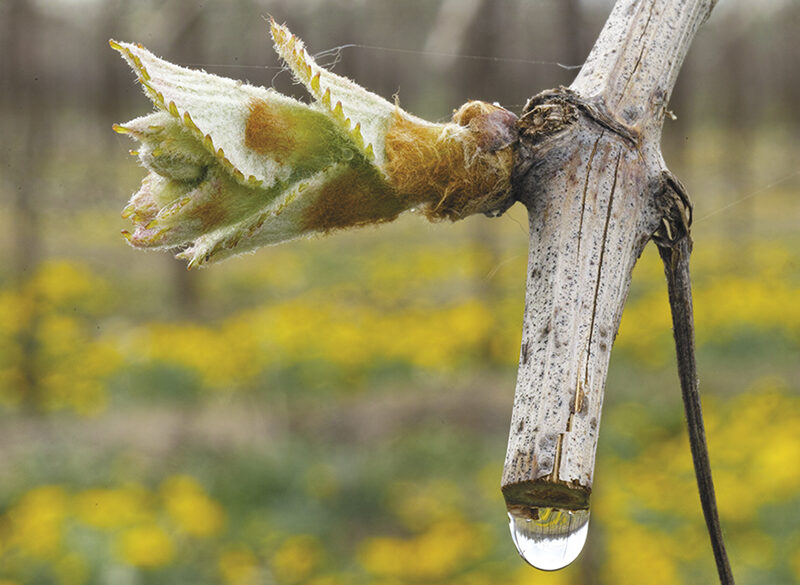 50 anni di storia del vino: come si è trasformata la viticoltura