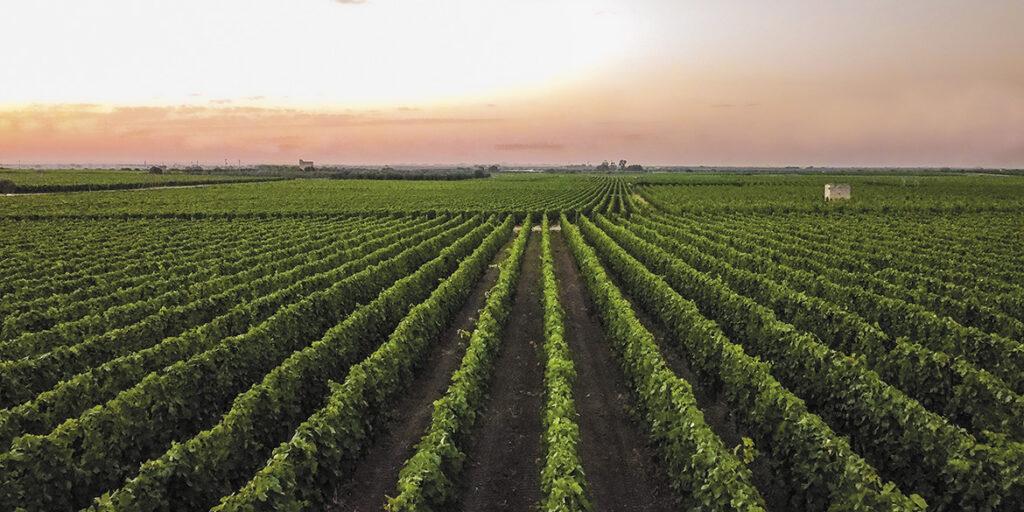 50 anni di storia del vino: Gianfranco Fino, passione Primitivo