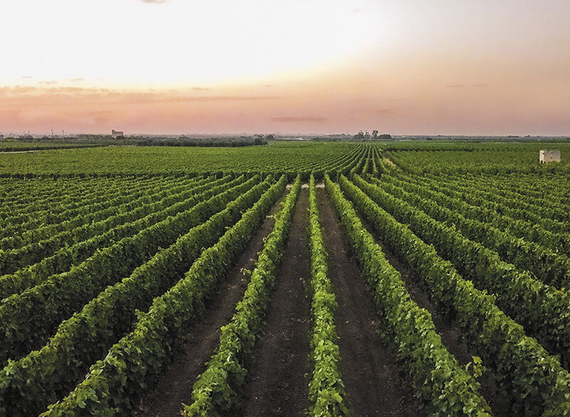 50 anni di storia del vino: Gianfranco Fino, passione Primitivo