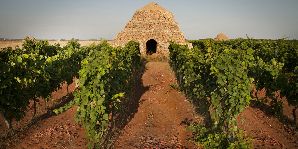 Nelle terre del Primitivo di Manduria focus su tracciabilità e controlli