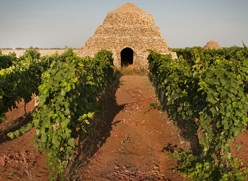Nelle terre del Primitivo di Manduria focus su tracciabilità e controlli