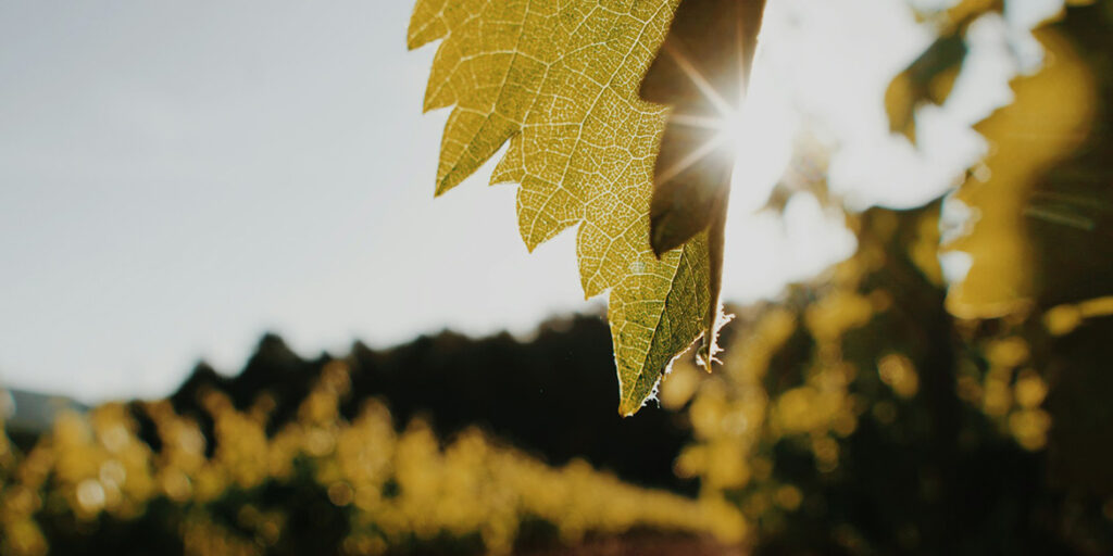 Una siccità senza precedenti minaccia la produzione di Cava