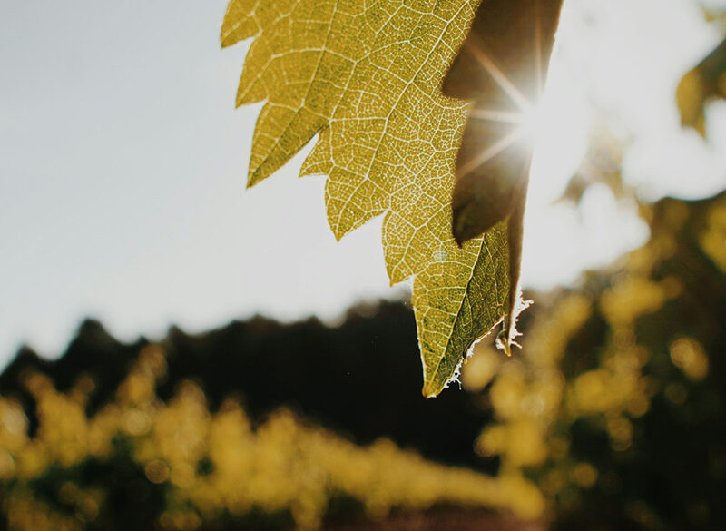 Una siccità senza precedenti minaccia la produzione di Cava