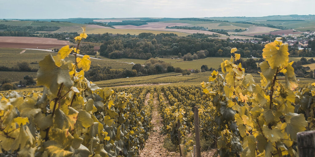 La grandine mette a rischio la prossima vendemmia di Chablis