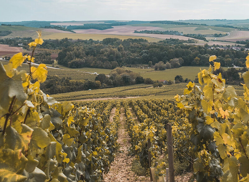 La grandine mette a rischio la prossima vendemmia di Chablis