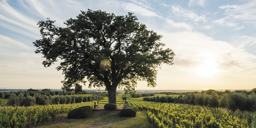 50 anni di storia del vino: Ornellaia, una gemma rara risplende a Bolgheri