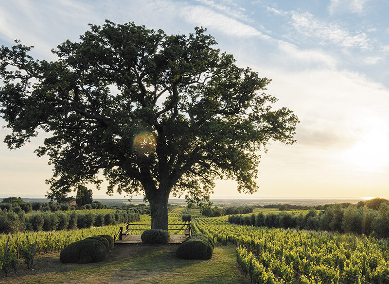 50 anni di storia del vino: Ornellaia, una gemma rara risplende a Bolgheri