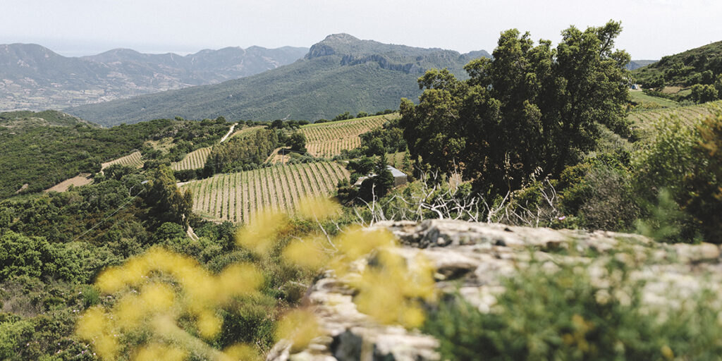 50 anni di storia del vino: Antichi Poderi Jerzu, l’identità di territorio in bottiglia