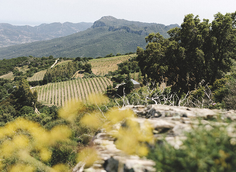 50 anni di storia del vino: Antichi Poderi Jerzu, l’identità di territorio in bottiglia