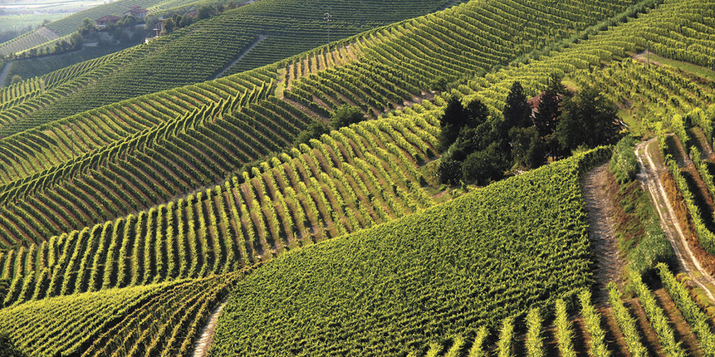 Consorzio Barbera d’Asti e Vini del Monferrato. Un’impronta dinamica e moderna. 