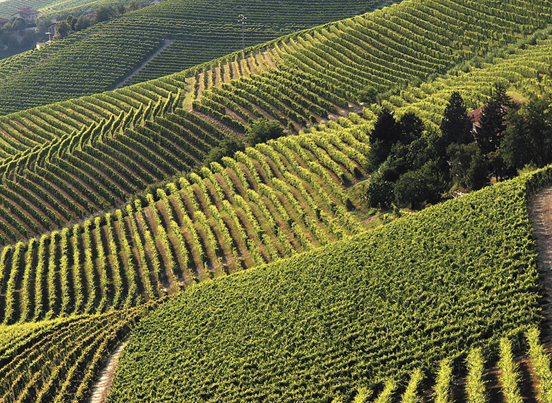 Consorzio Barbera d’Asti e Vini del Monferrato. Un’impronta dinamica e moderna. 