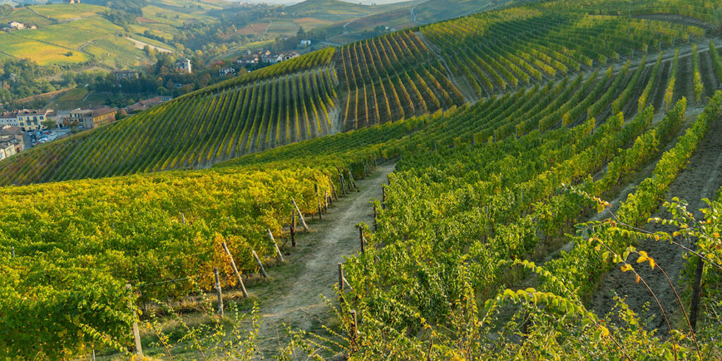 Barolo e Barbaresco “affinano” i disciplinari