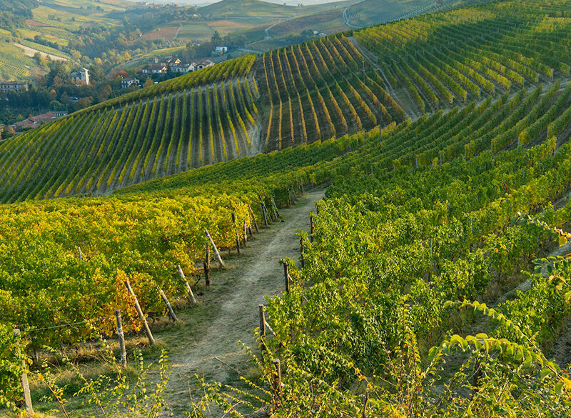 Barolo e Barbaresco “affinano” i disciplinari