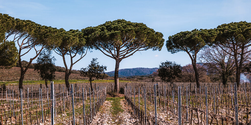 Tenuta Meraviglia (Bolgheri) presenta un nuovo cru di Cabernet Franc